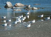 Picture/image of Forster's Tern