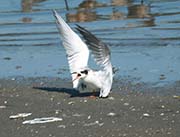 Picture/image of Forster's Tern