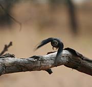 Picture/image of Western Bluebird