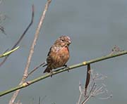 Picture/image of House Finch