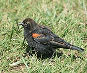 Picture/image of Red-winged Blackbird