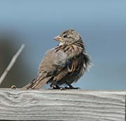 Picture/image of House Sparrow