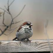 Picture/image of House Sparrow