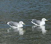 Picture/image of California Gull