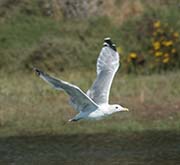 Picture/image of California Gull