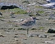 Picture/image of Black-bellied Plover