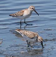 Picture/image of Western Sandpiper