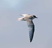 Picture/image of Semipalmated Plover