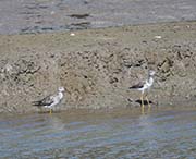 Picture/image of Lesser Yellowlegs
