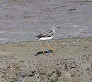 Picture/image of Lesser Yellowlegs