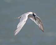 Picture/image of Forster's Tern
