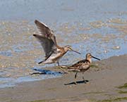 Picture/image of Short-billed Dowitcher