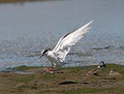 Picture/image of Forster's Tern
