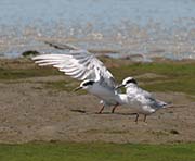 Picture/image of Forster's Tern