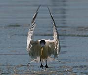 Picture/image of Elegant Tern