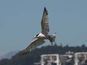 Picture/image of Elegant Tern