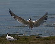 Picture/image of Elegant Tern