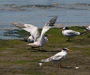 Picture/image of Elegant Tern