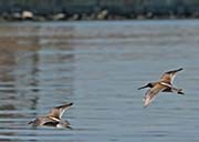 Picture/image of Western Sandpiper