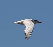 Picture/image of Elegant Tern