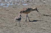 Picture/image of Long-billed Curlew