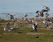 Picture/image of Western Sandpiper
