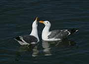 Picture/image of Western Gull