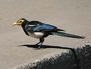 Picture/image of Yellow-billed Magpie