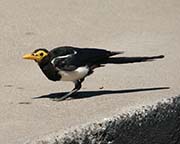 Picture/image of Yellow-billed Magpie
