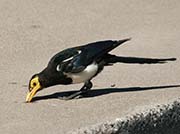 Picture/image of Yellow-billed Magpie