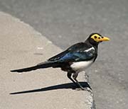 Picture/image of Yellow-billed Magpie