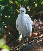 Picture/image of Great Egret