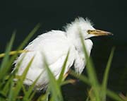 Picture/image of Great Egret