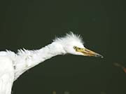 Picture/image of Great Egret