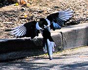 Picture/image of Yellow-billed Magpie