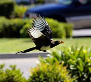 Picture/image of Yellow-billed Magpie
