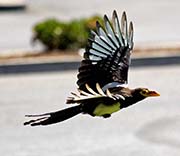 Picture/image of Yellow-billed Magpie