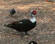 Picture/image of Domestic-Feral Waterfowl