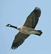 Picture/image of Canada Goose
