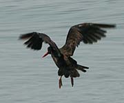 Picture/image of Black Oystercatcher