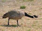 Picture/image of Canada Goose