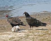 Picture/image of Turkey Vulture