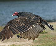 Picture/image of Turkey Vulture