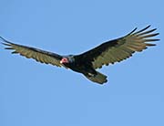 Picture/image of Turkey Vulture