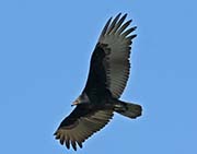 Picture/image of Turkey Vulture