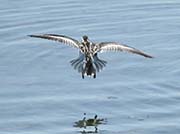 Picture/image of Red-necked Phalarope