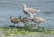 Picture/image of Short-billed Dowitcher