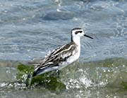 Picture/image of Red-necked Phalarope
