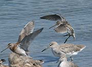 Picture/image of Short-billed Dowitcher
