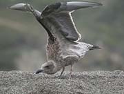 Picture/image of Western Gull